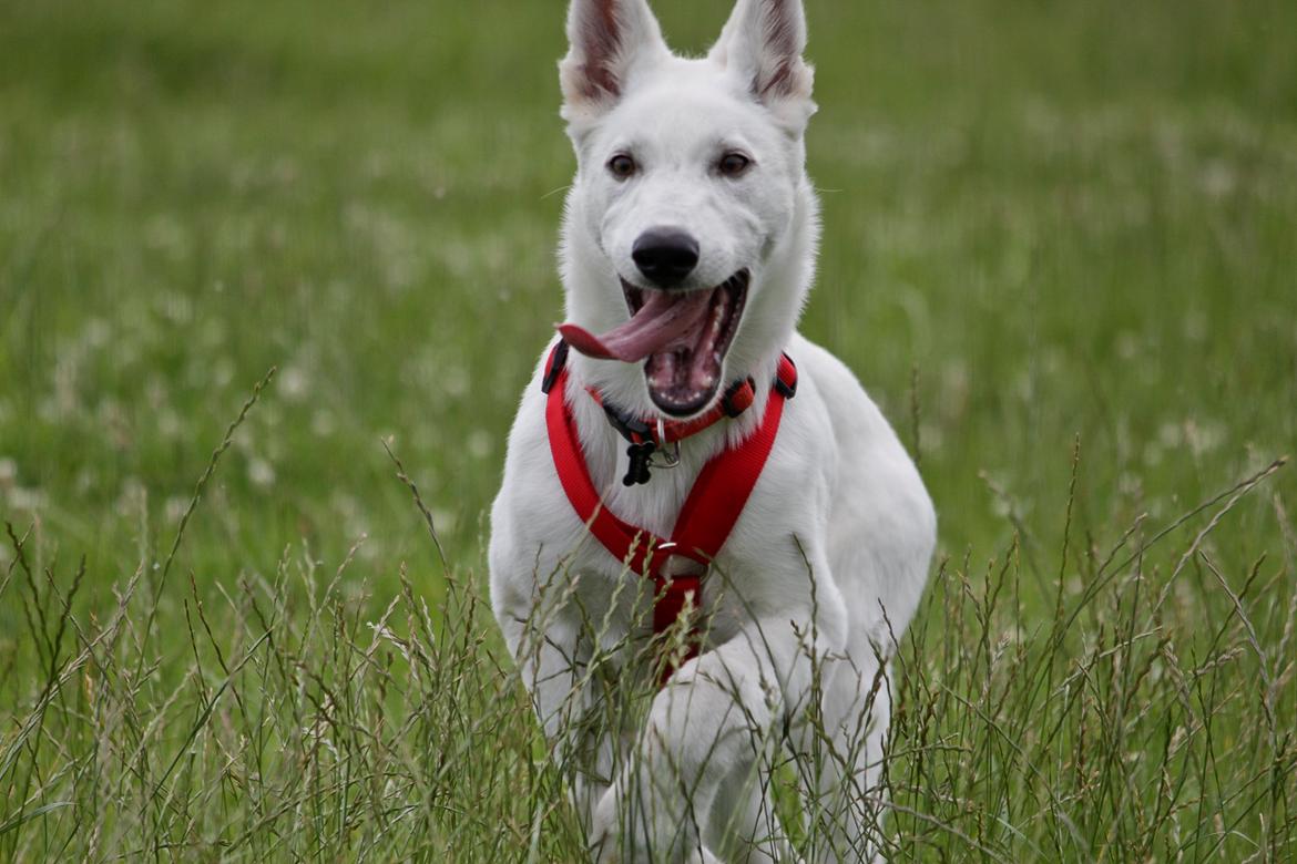 Hvid Schweizisk Hyrdehund Lobo - 16 uger billede 36