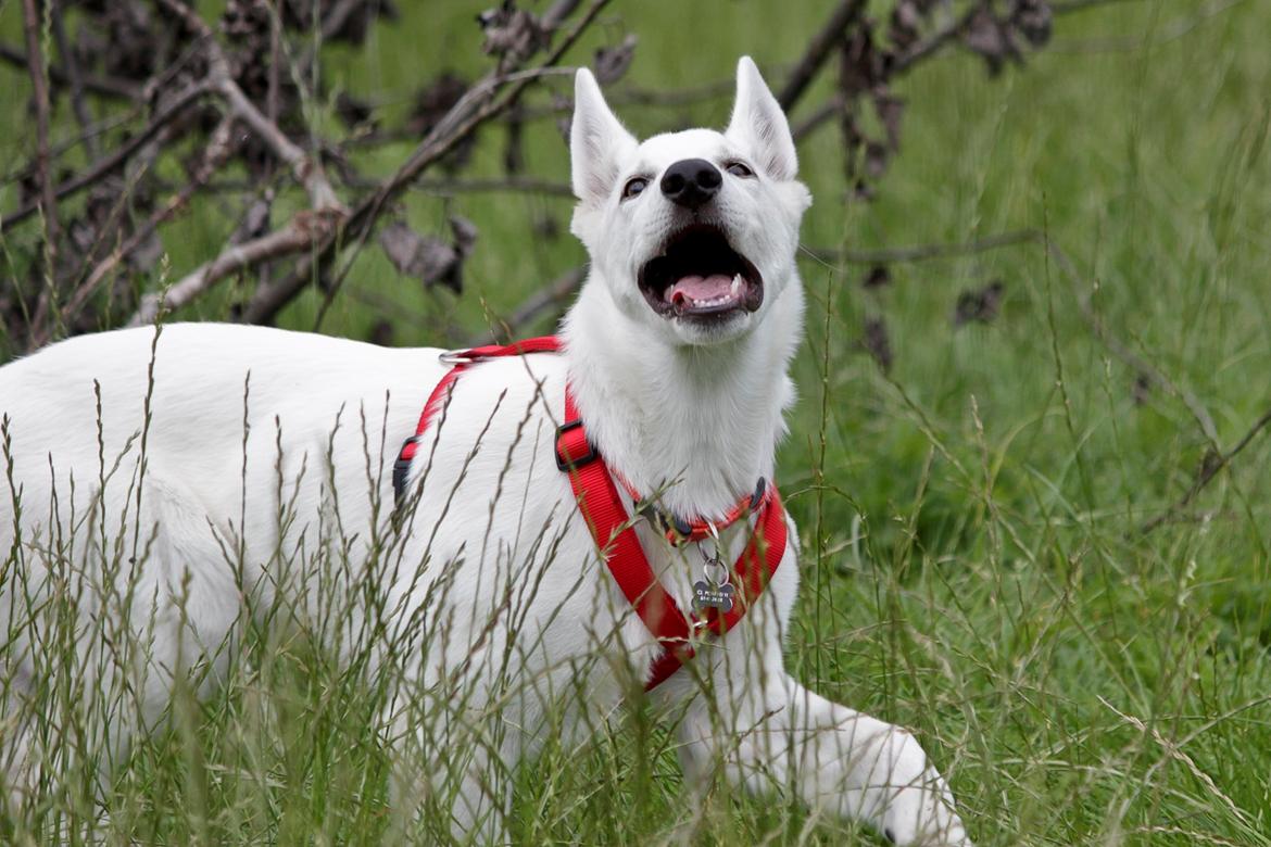 Hvid Schweizisk Hyrdehund Lobo - Uh det dufter godt i luften! billede 35