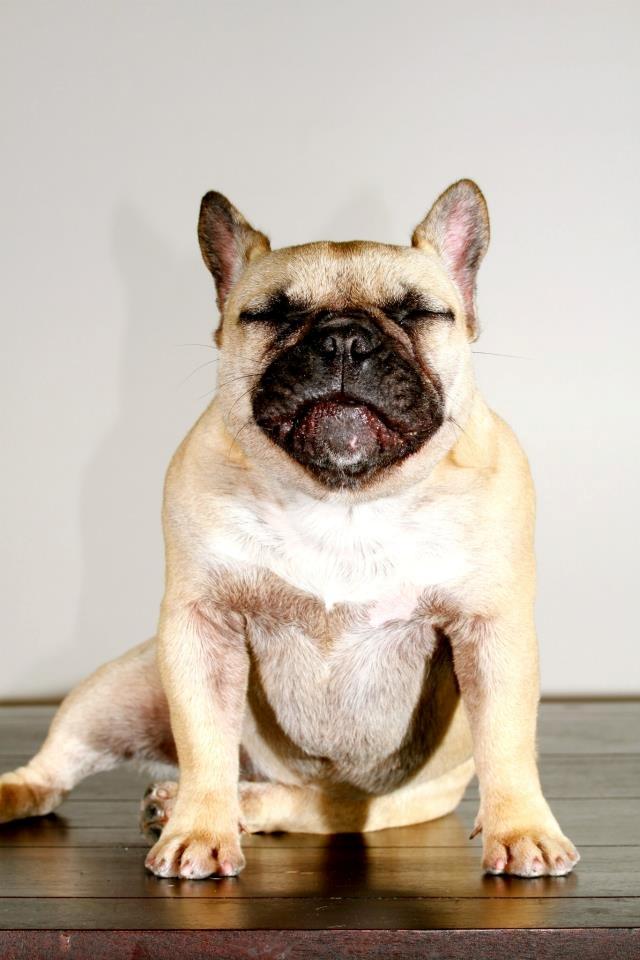 Fransk bulldog Siff - Mums smager bare lækkert billede 6