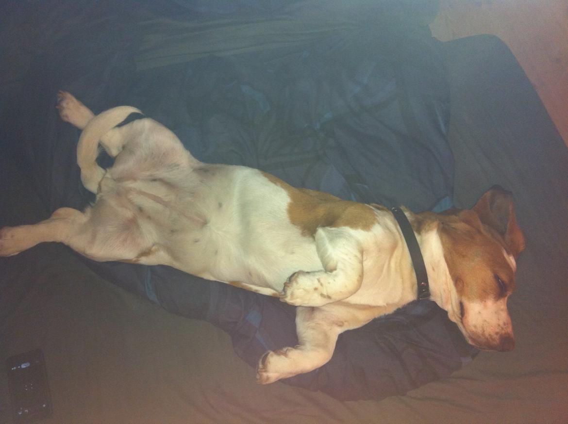 Basset hound Bessie billede 4