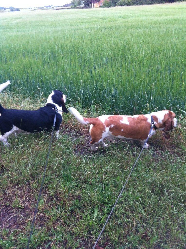 Basset hound Bessie billede 8