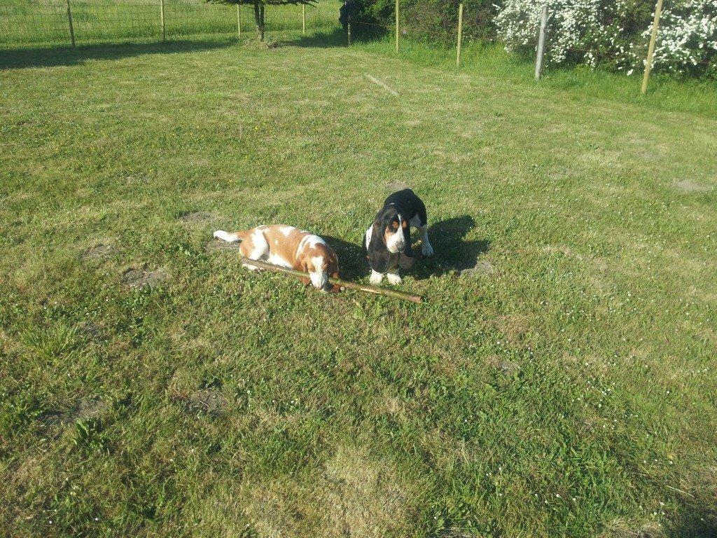 Basset hound Bessie billede 10