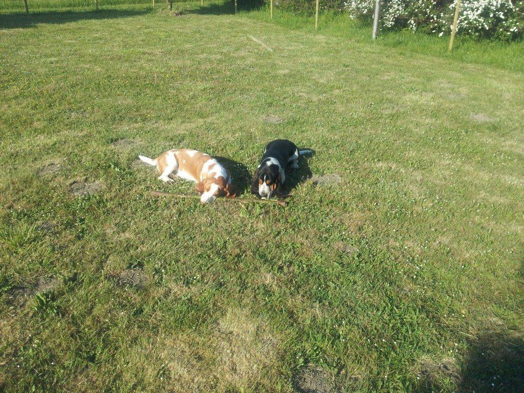 Basset hound Bessie billede 11