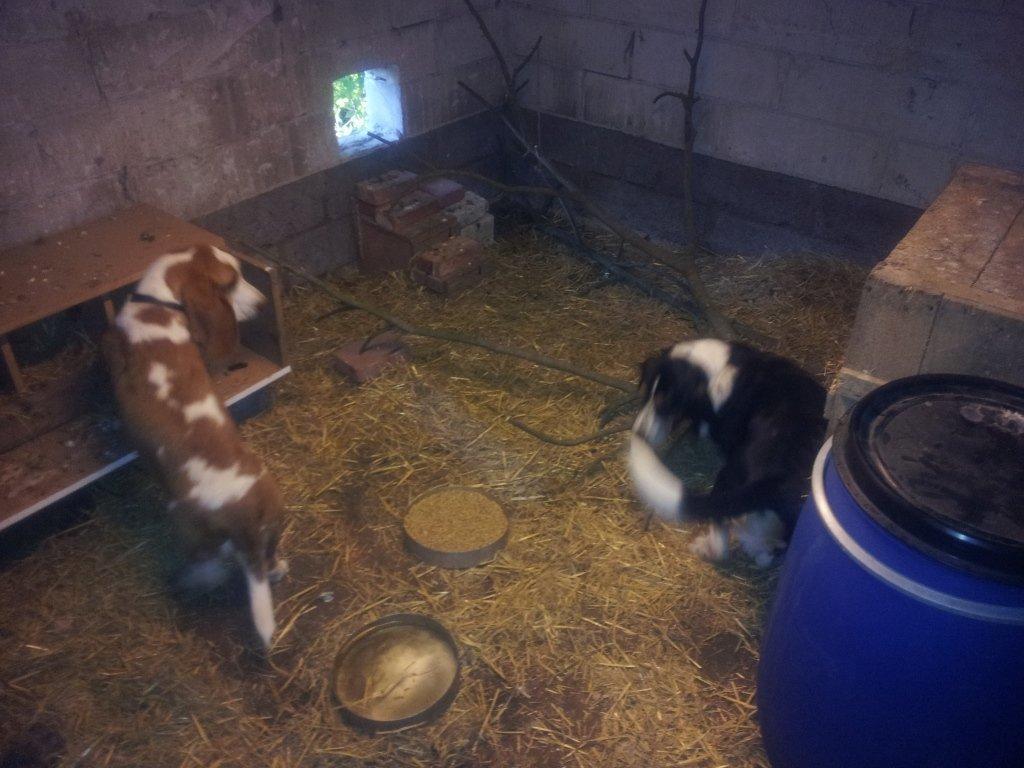 Basset hound Bessie - På Jagt billede 12