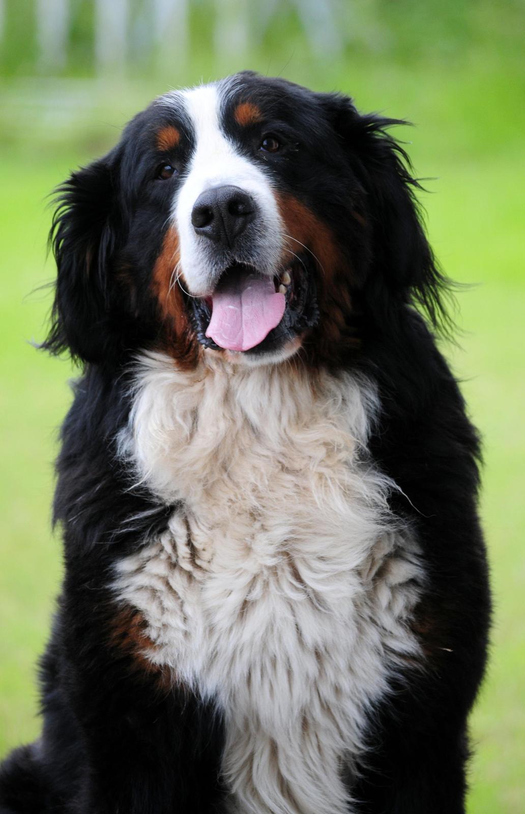 Berner sennenhund Cæsar (Bjørn) - 1: Bjørn når han hygger udenfor huset billede 7