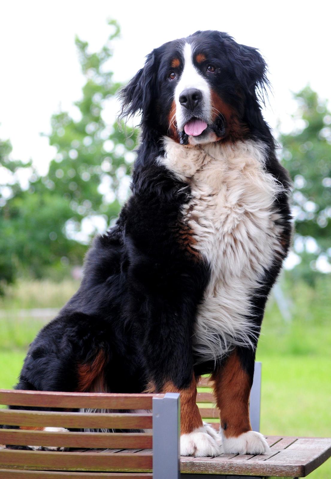 Berner sennenhund Cæsar (Bjørn) - 2: Det er blandt andet derfor han bliver kaldt Konge-Bjørn. billede 8