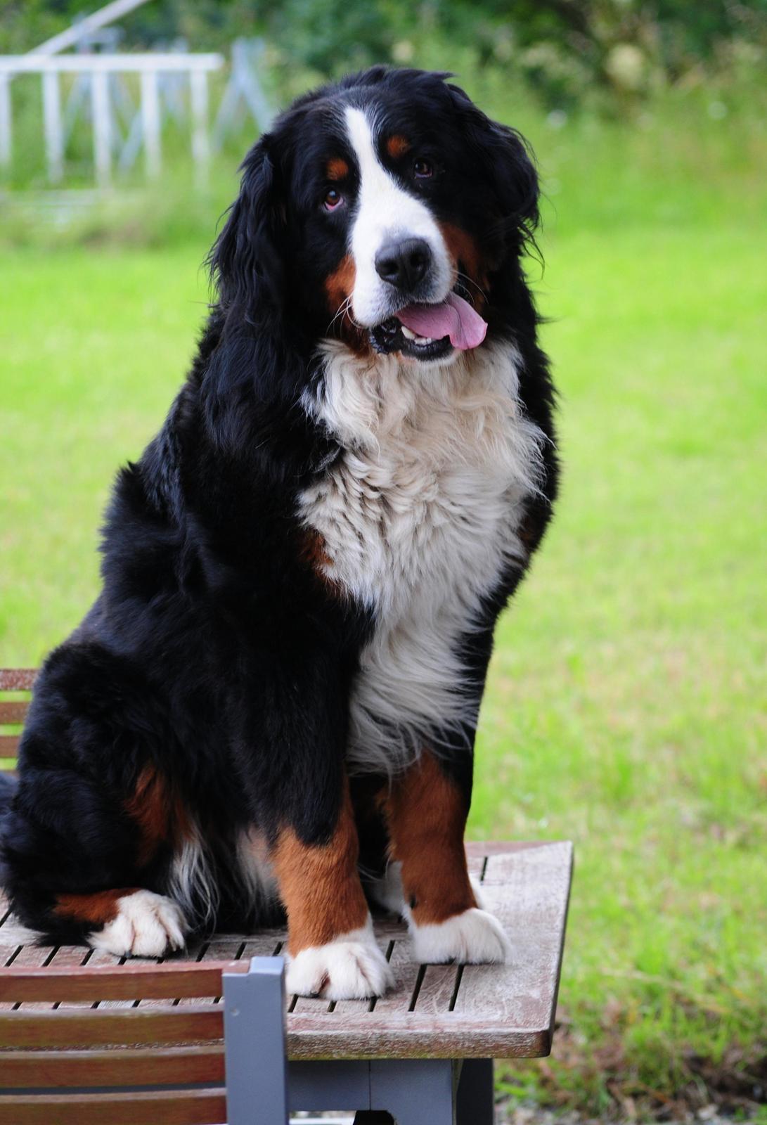 Berner sennenhund Cæsar (Bjørn) - 3: Når han lige har et af hans uskyldige øjeblikke. billede 9