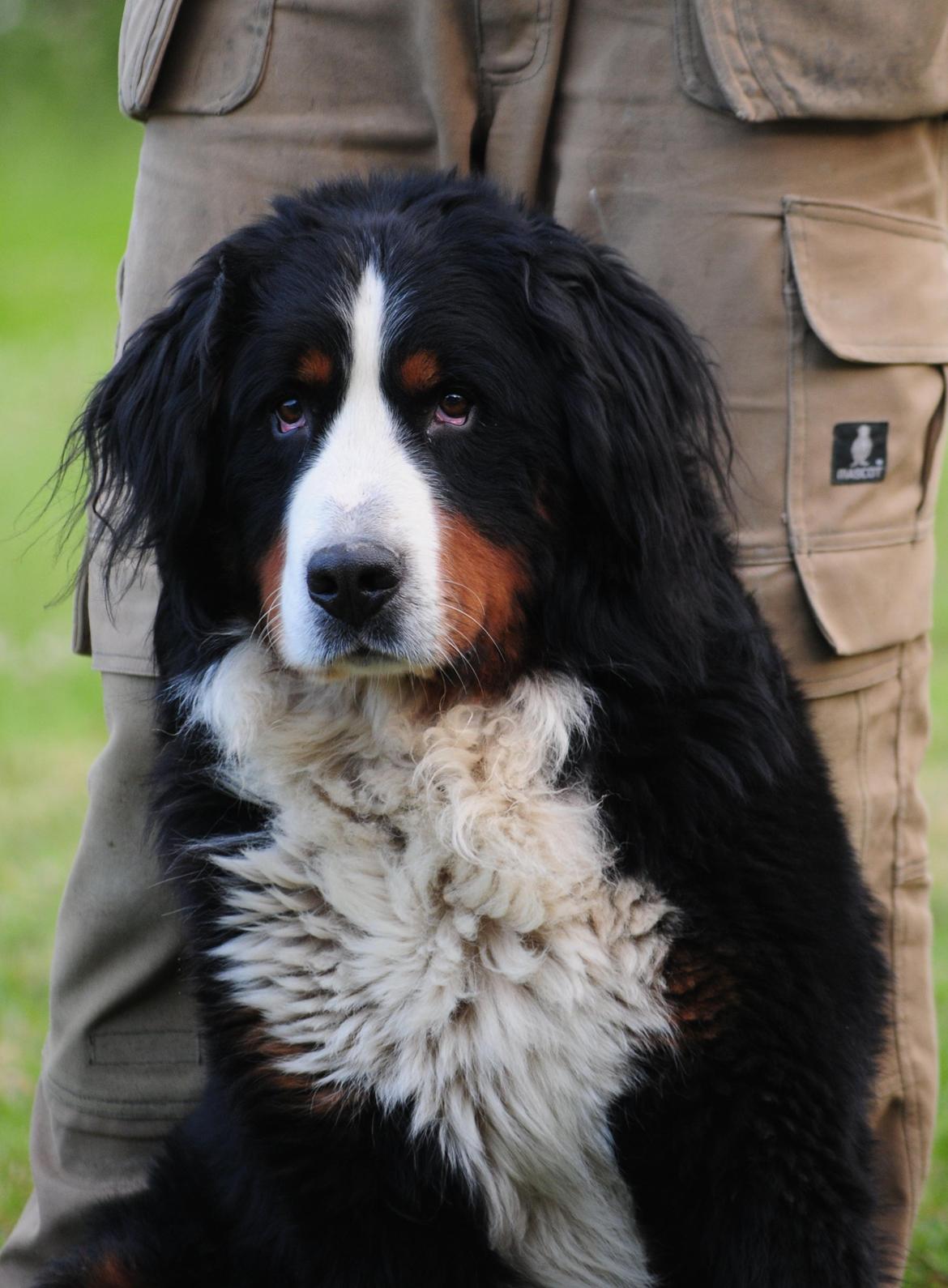 Berner sennenhund Cæsar (Bjørn) - 4: Uskyldig og rigtig ynkelig. billede 10