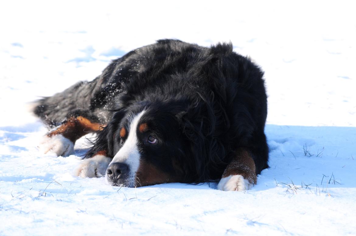 Berner sennenhund Cæsar (Bjørn) - 5: RIGTIG ynkelig. billede 11