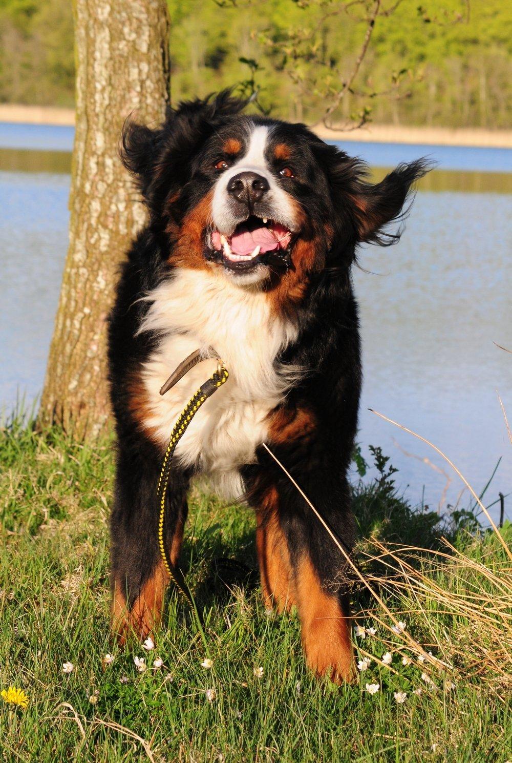 Berner sennenhund Cæsar (Bjørn) - 6: Hmm.. Ikke kun mennesker der laver 'funny face' foran kameraet.. billede 12