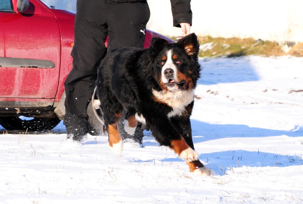 Berner sennenhund Cæsar (Bjørn) - 7: Tja, bøvede øjeblikke har vi vel alle sammen? billede 13