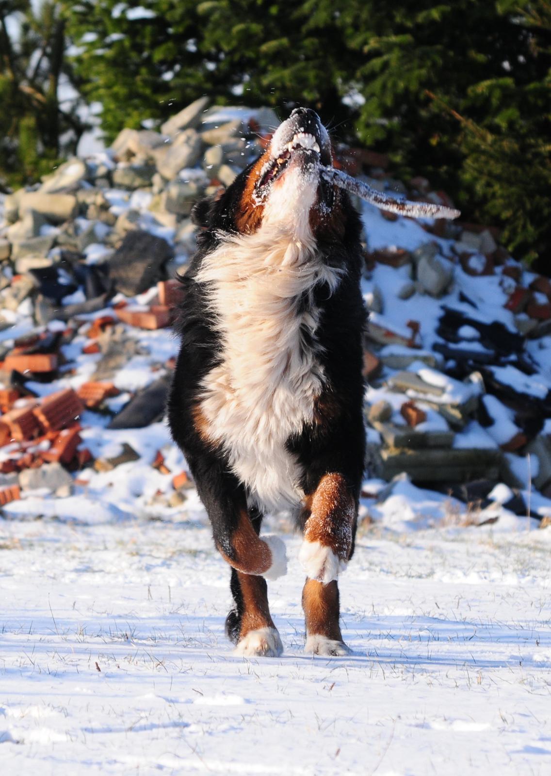 Berner sennenhund Cæsar (Bjørn) - 8: Vinter sidste år. billede 14