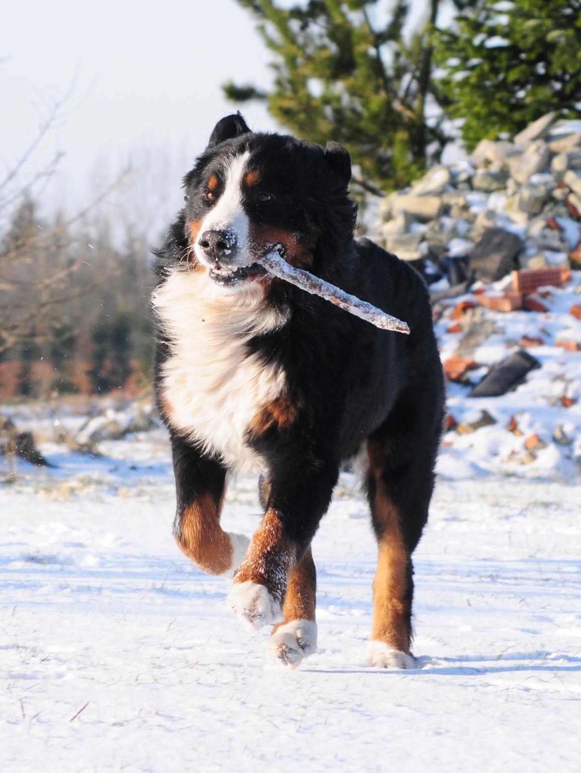 Berner sennenhund Cæsar (Bjørn) - 9: Vinter sidste år. billede 15