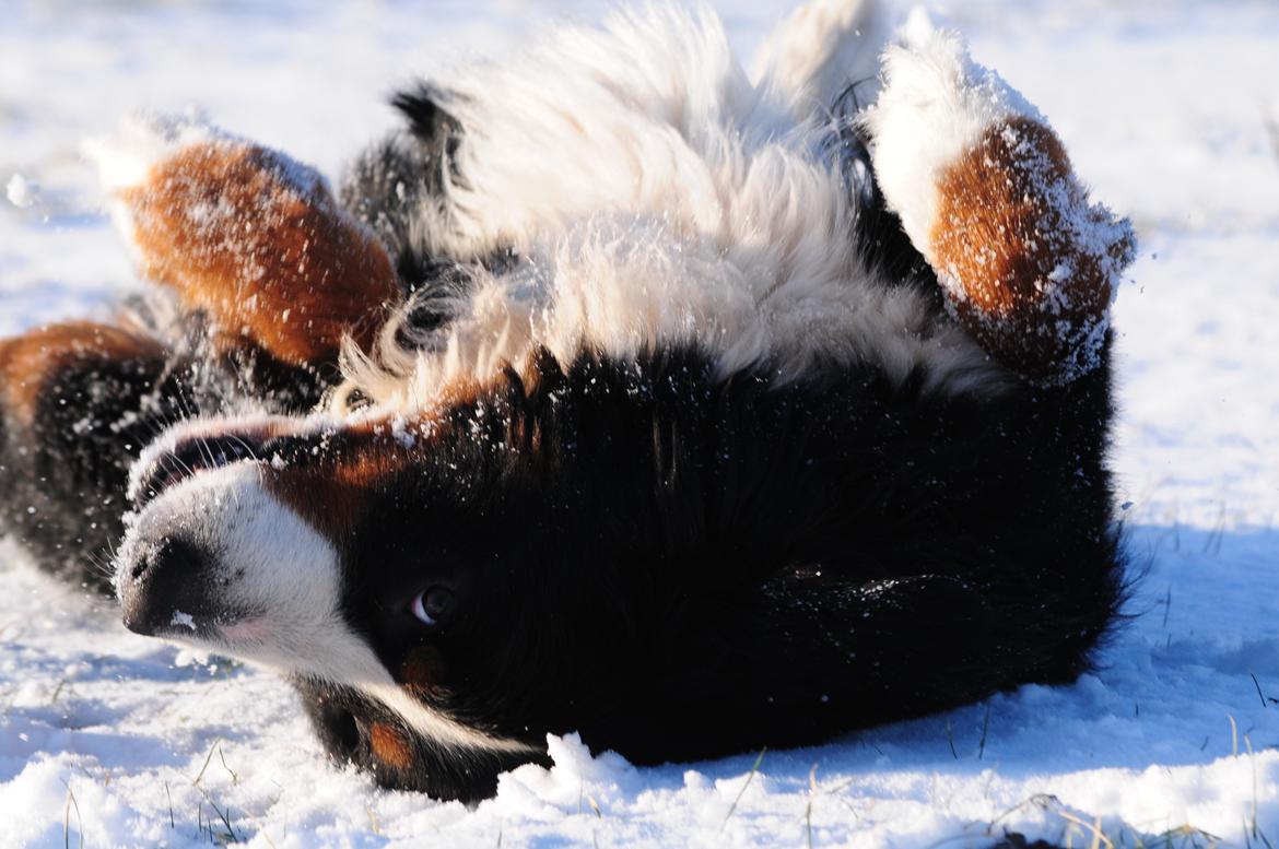 Berner sennenhund Cæsar (Bjørn) - 10: Der er bare ikke noget bedre end at trille i sne billede 16