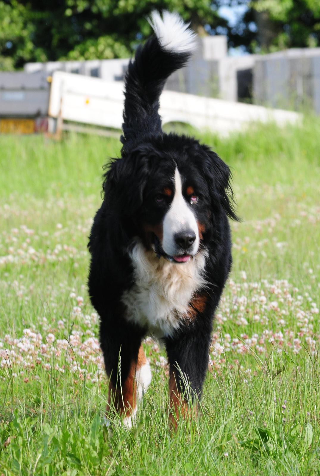 Berner sennenhund Cæsar (Bjørn) - 11: Nyt fra i sommer. billede 17