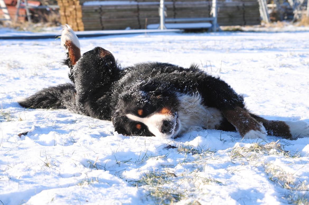 Berner sennenhund Cæsar (Bjørn) - 12: Ahh... Livet er skønt! billede 18