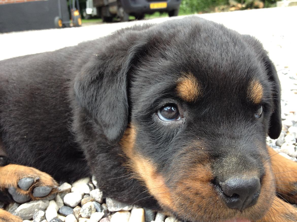 Rottweiler Lucca (Sjellebro's Eza) (2012-2020) billede 10