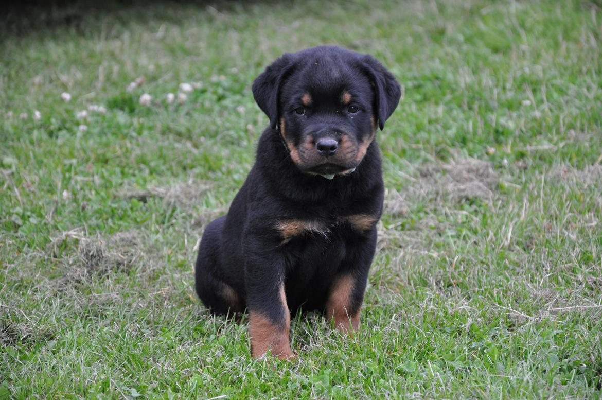 Rottweiler Lucca (Sjellebro's Eza) (2012-2020) billede 9