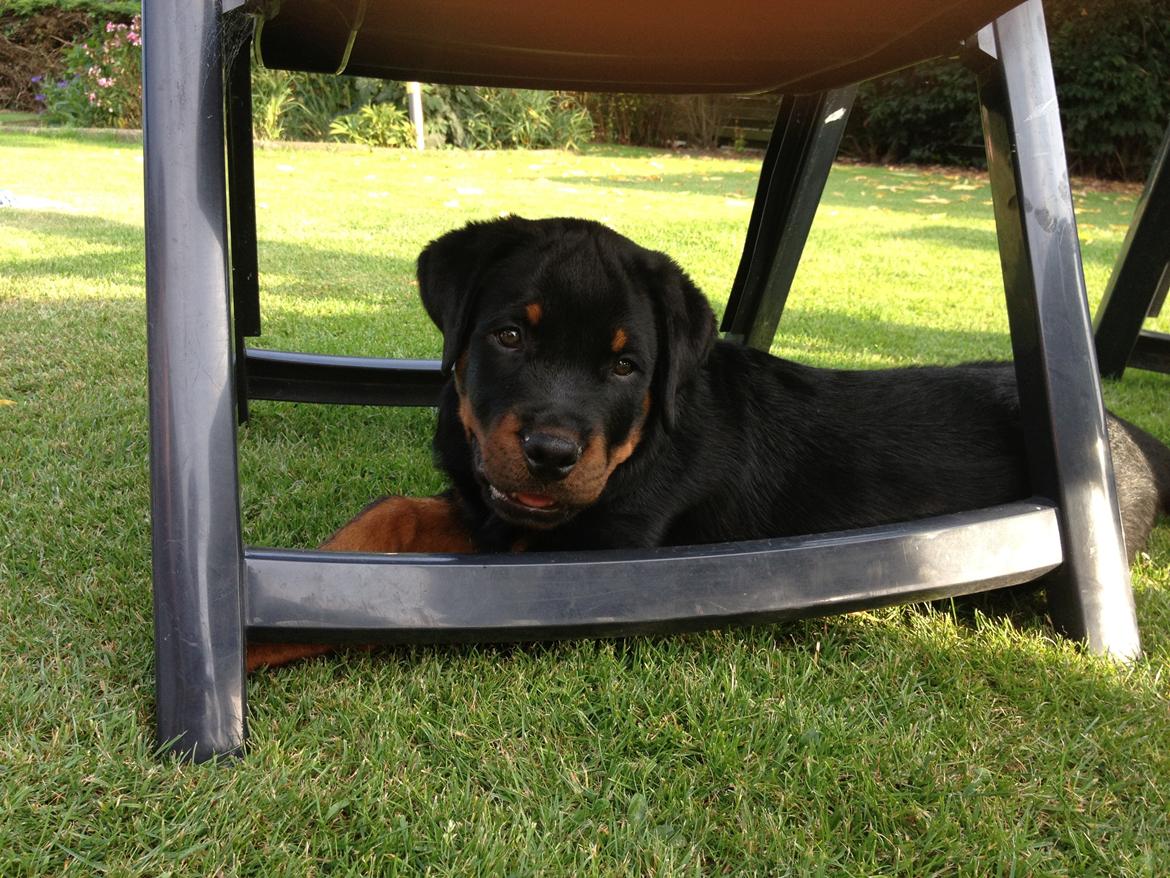 Rottweiler Lucca (Sjellebro's Eza) (2012-2020) billede 8