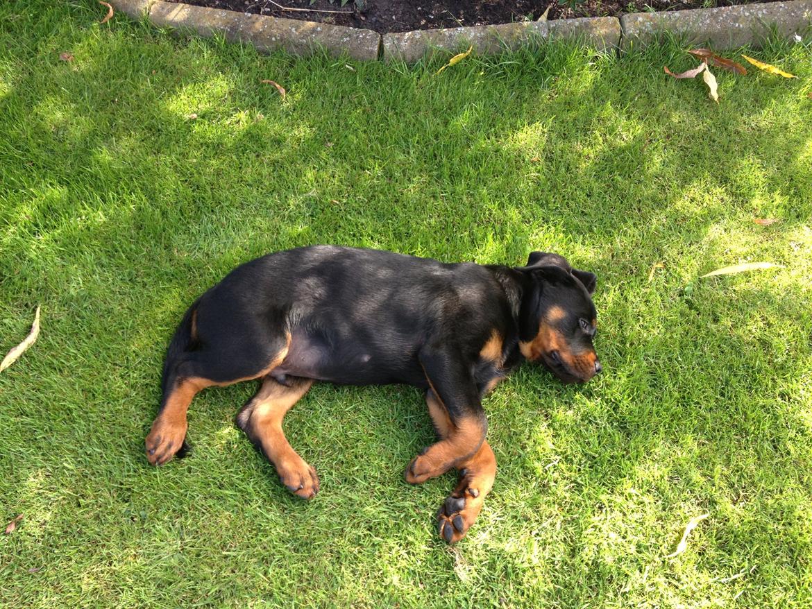 Rottweiler Lucca (Sjellebro's Eza) (2012-2020) billede 6