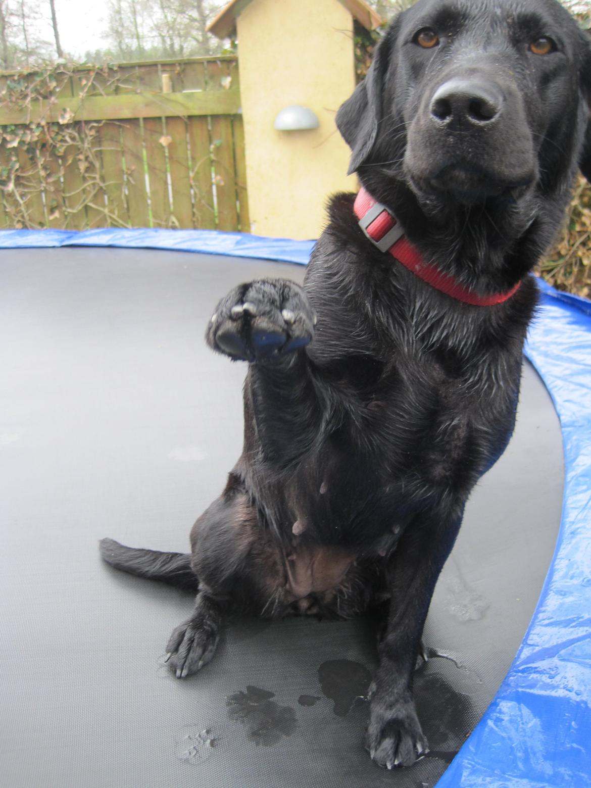 Labrador retriever Maggie - Min seje DJ hund ifærd med en highfive ;-) billede 5