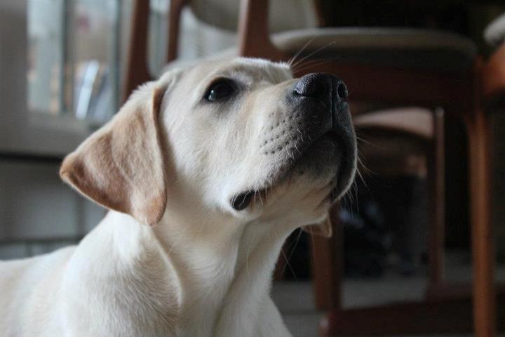 Labrador retriever Abel - Præmie hund<3 billede 6