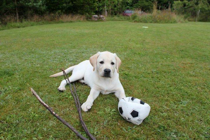 Labrador retriever Abel billede 7