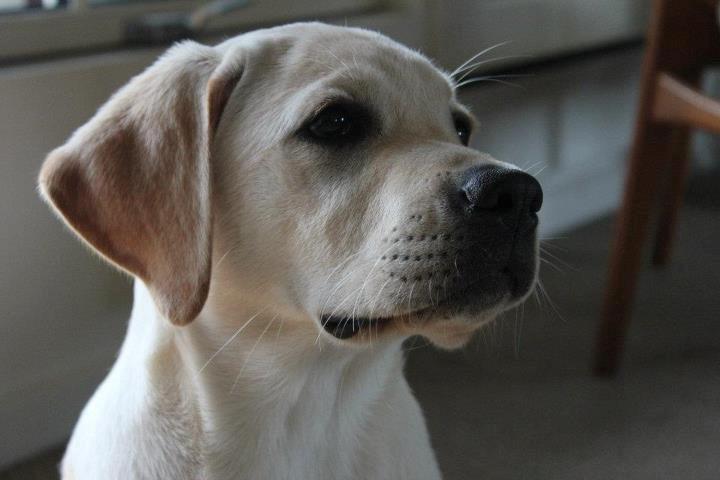 Labrador retriever Abel - Smukke hund, (ca 4 måneder) billede 3