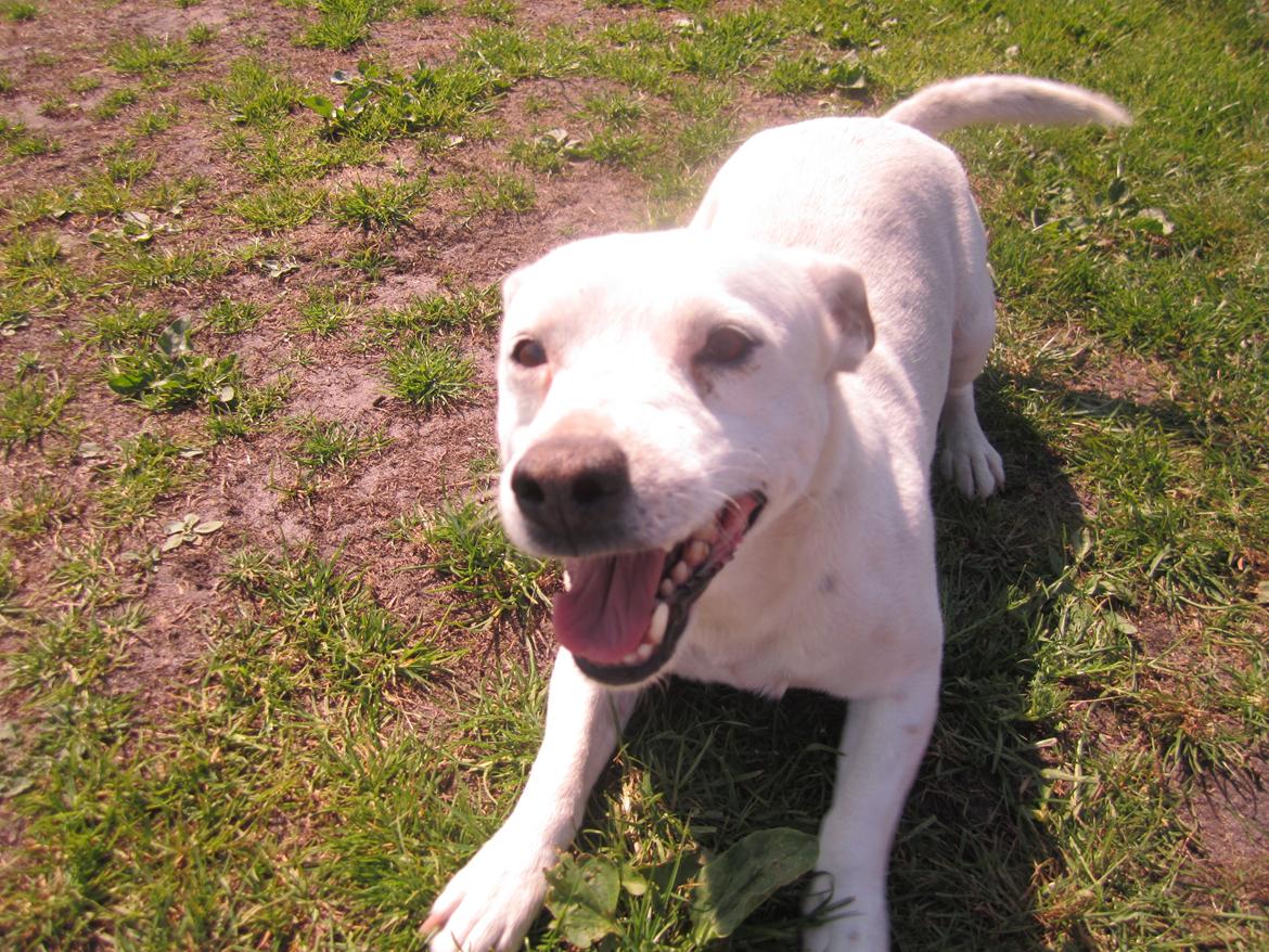 Jack russell terrier silas billede 7