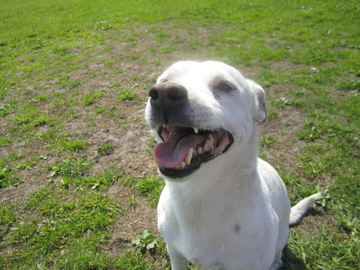 Jack russell terrier silas billede 2