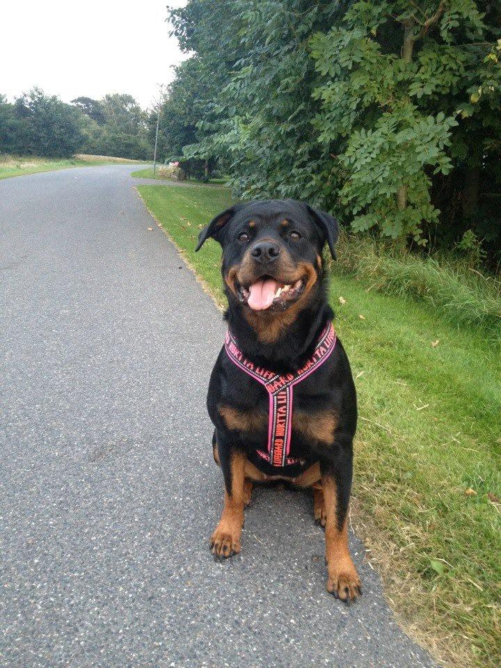 Rottweiler Vindelsbo's Boogie Woogie (Bella) [himmelhund] billede 5