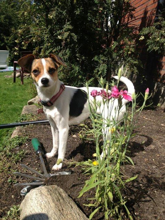 Blanding af racer Szhirley billede 12