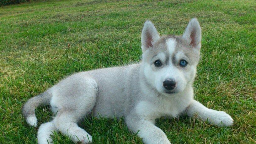 Siberian husky Nizmo billede 7