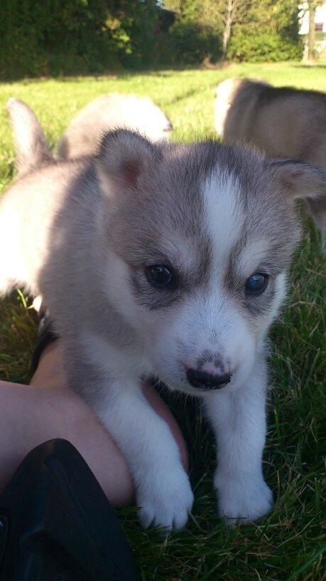 Siberian husky Nizmo billede 17