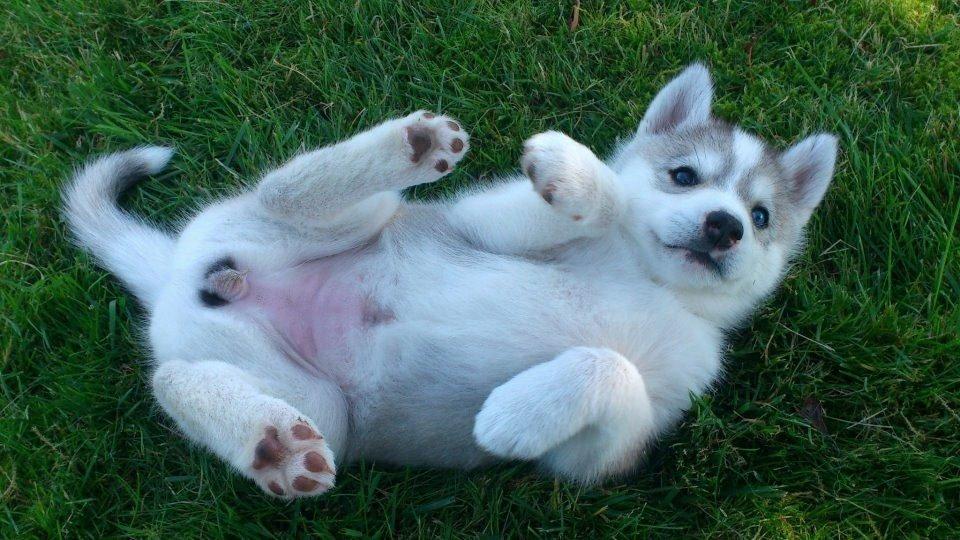Siberian husky Nizmo - Charmetrold. :-* billede 12