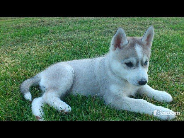 Siberian husky Nizmo billede 8