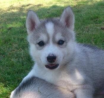Siberian husky Nizmo billede 11