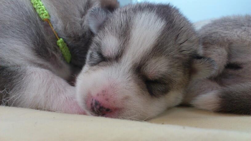 Siberian husky Nizmo billede 19