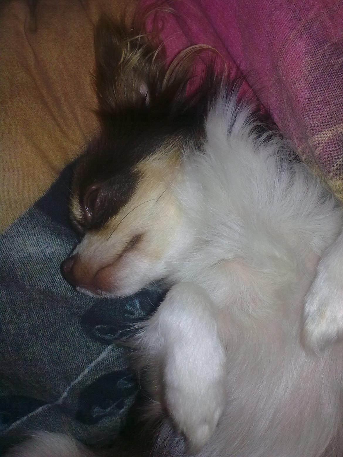 Chihuahua Luna billede 2