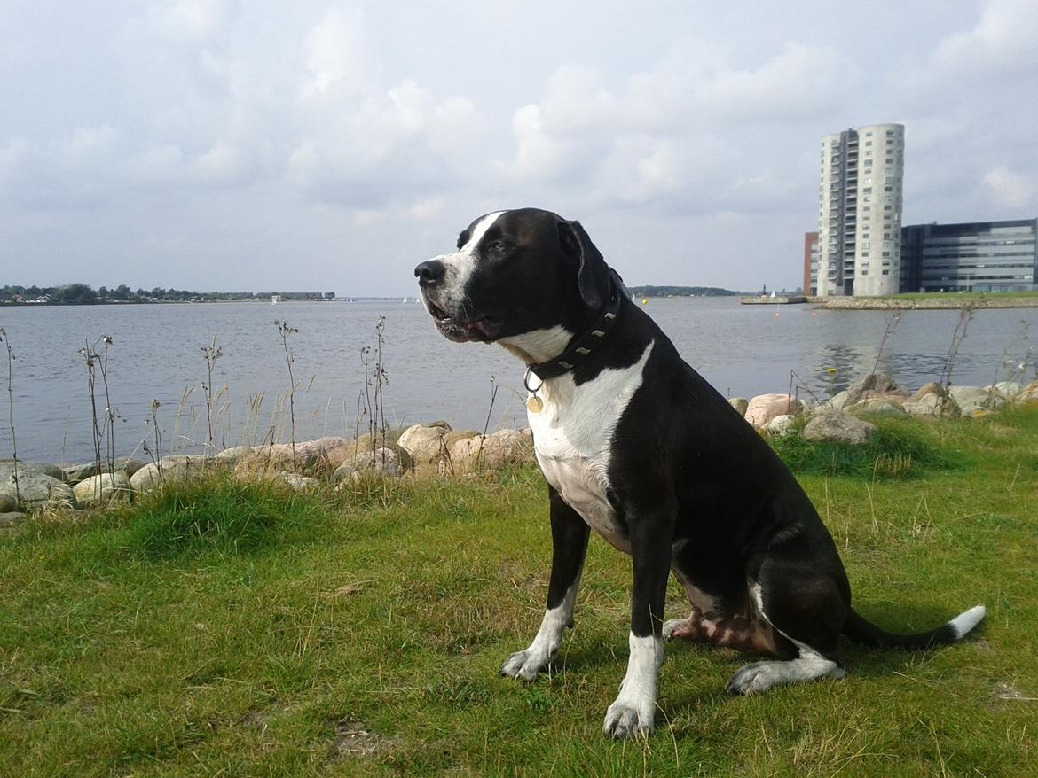 Blanding af racer Holger Flapøre billede 16