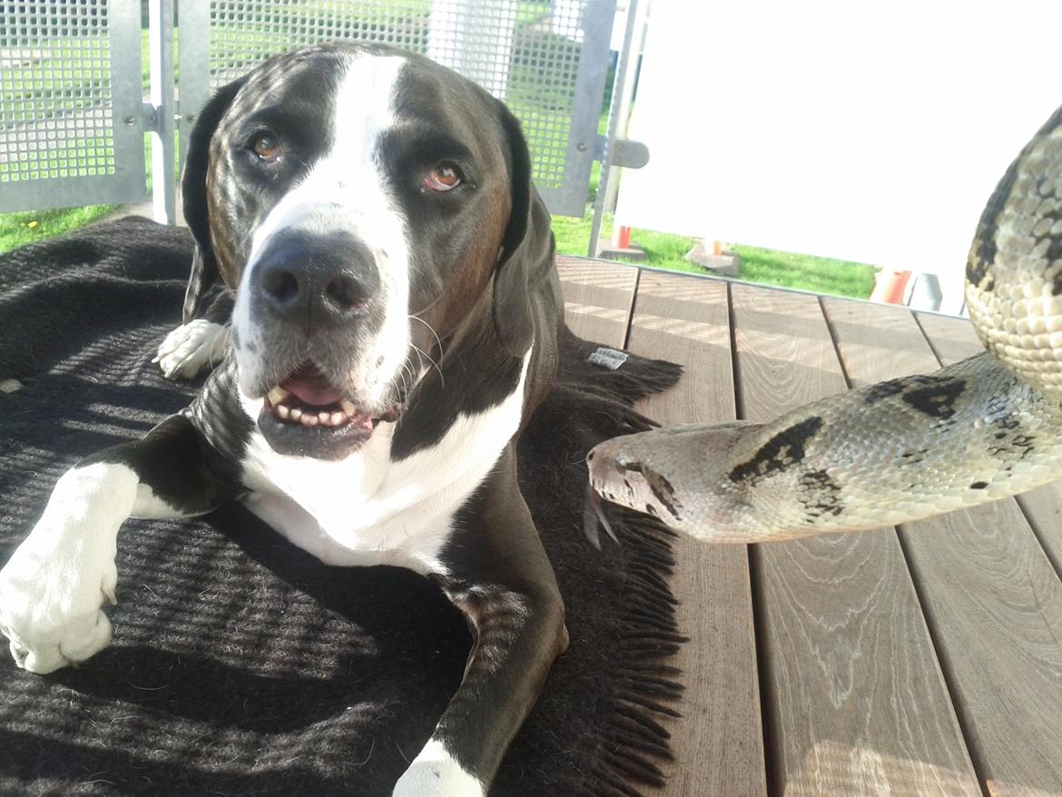 Blanding af racer Holger Flapøre billede 1