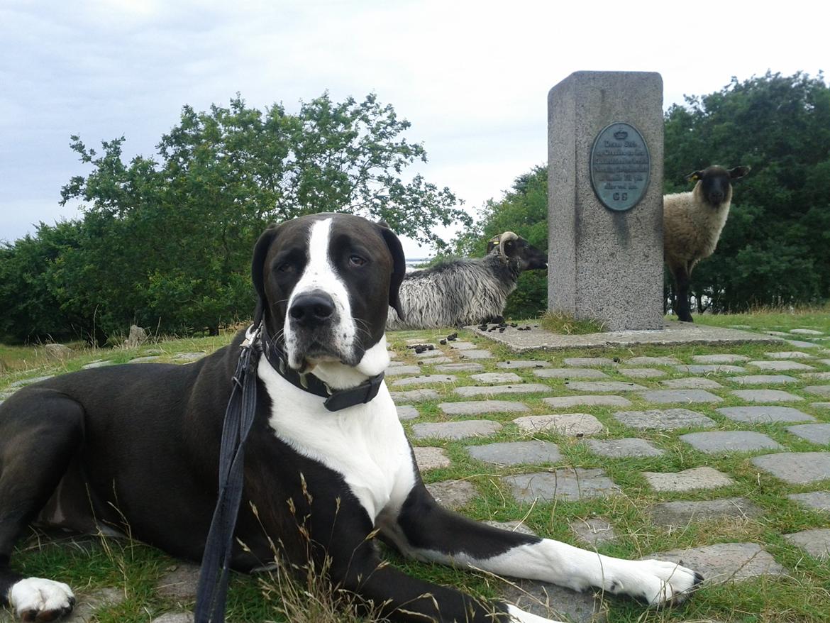 Blanding af racer Holger Flapøre billede 13