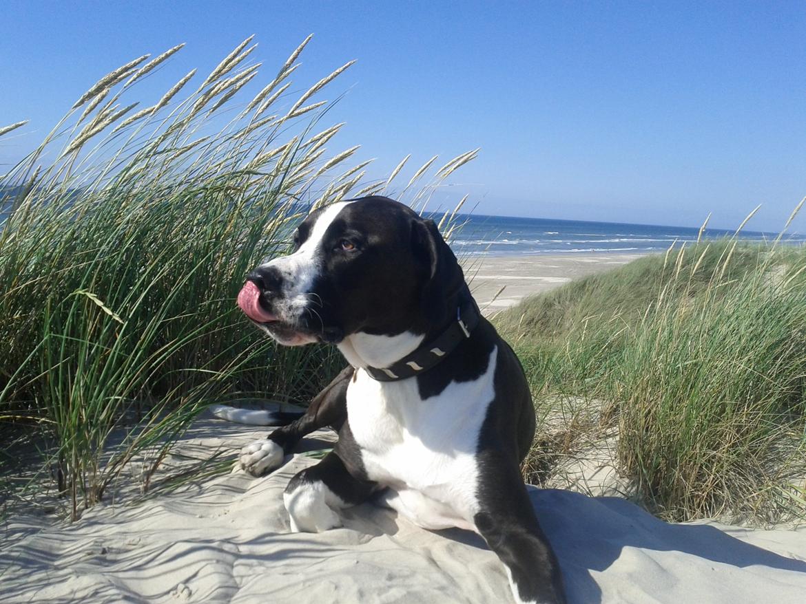 Blanding af racer Holger Flapøre billede 6