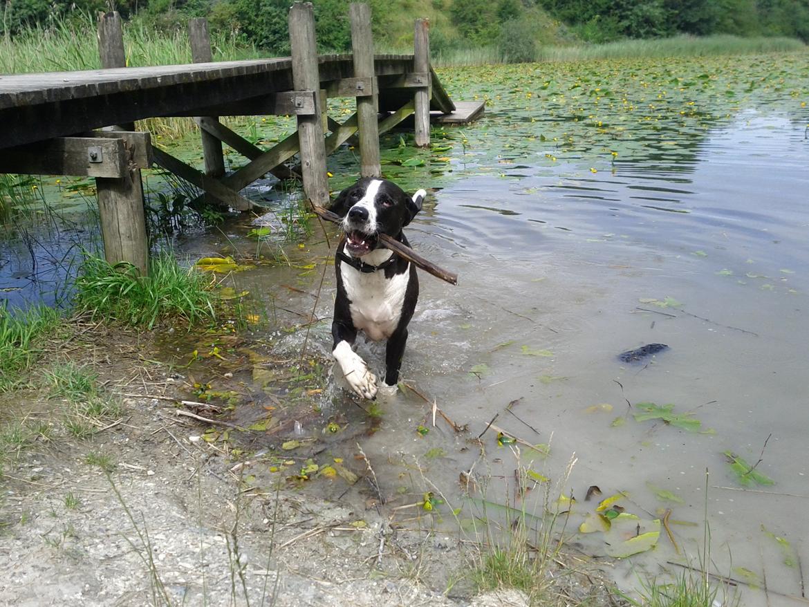 Blanding af racer Holger Flapøre billede 14