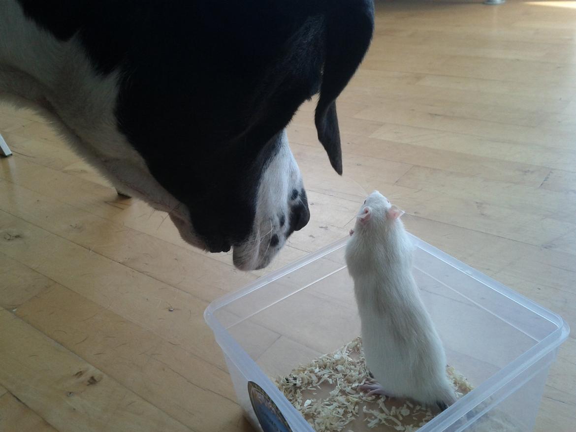 Blanding af racer Holger Flapøre billede 11