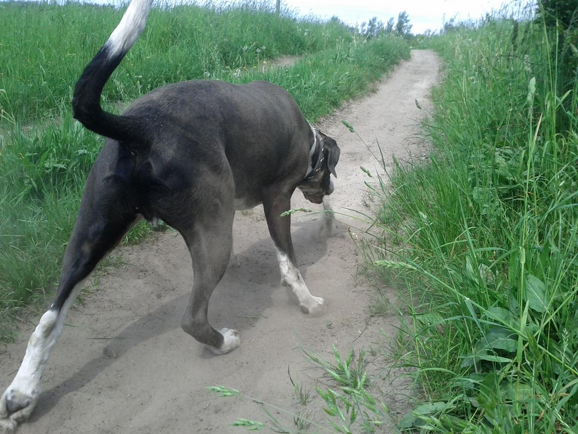 Blanding af racer Holger Flapøre - "Luk munden", det støver... billede 8