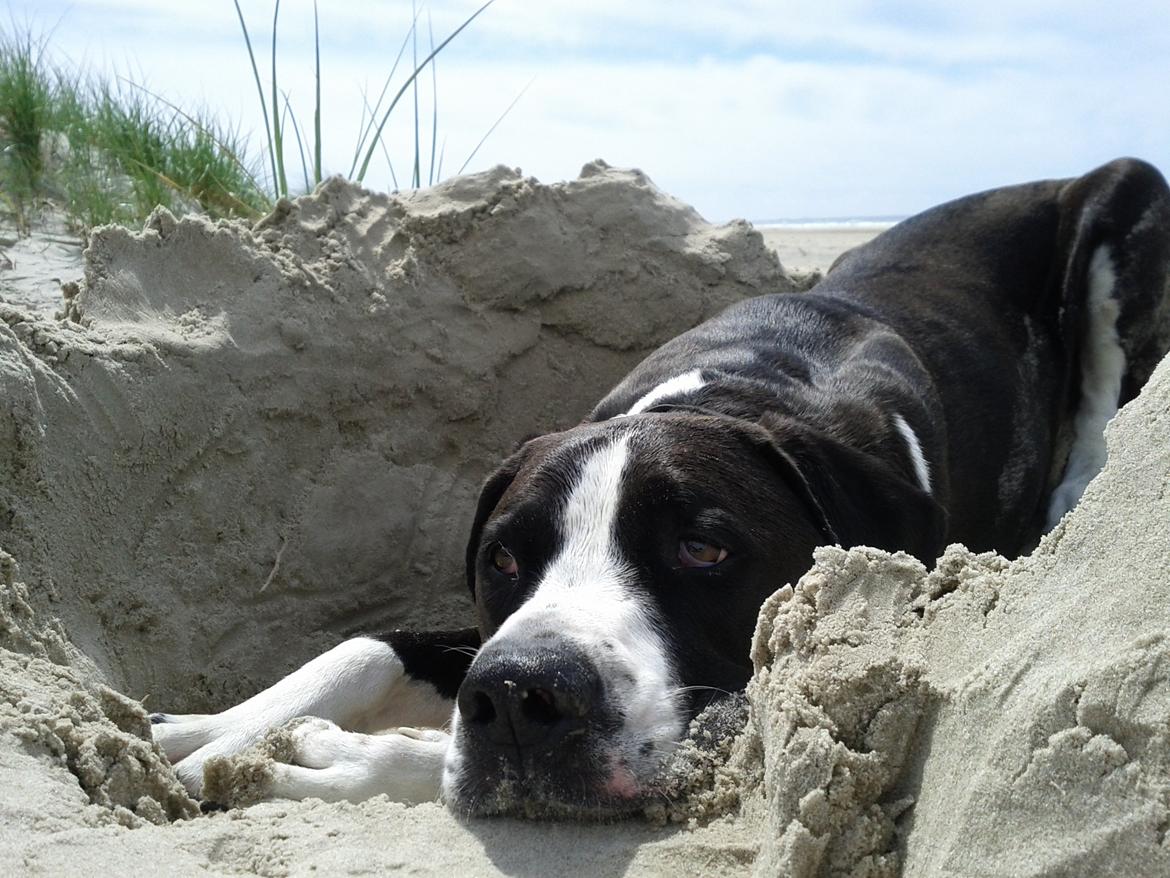 Blanding af racer Holger Flapøre billede 7