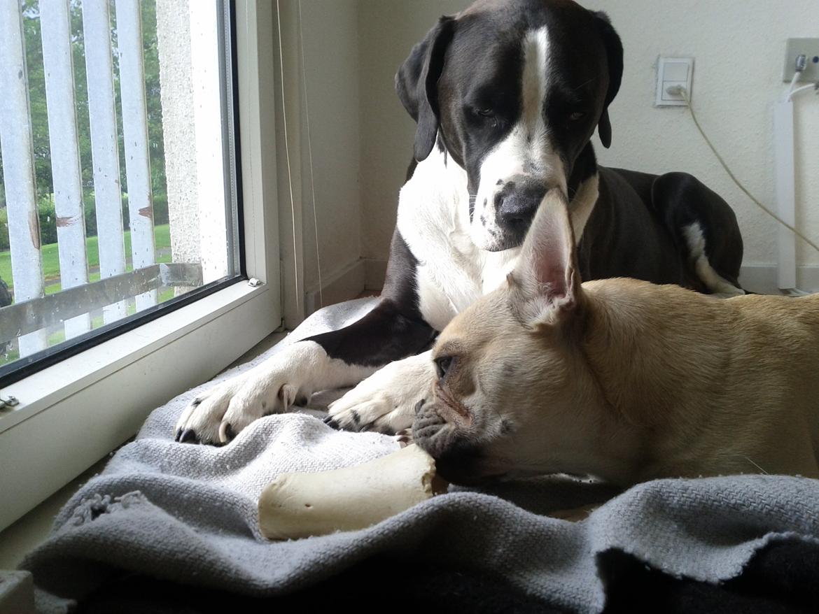 Blanding af racer Holger Flapøre billede 9