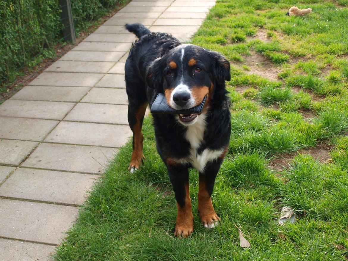 Berner sennenhund Bernerstuens Bimbette "Bimse"/ "Mulle" billede 13