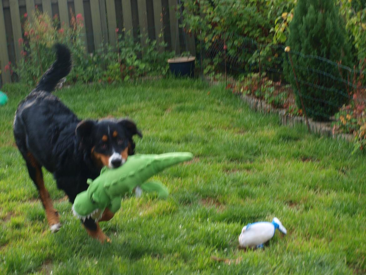 Berner sennenhund Bernerstuens Bimbette "Bimse"/ "Mulle" billede 14